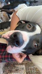Reunited Male Dog last seen Near E John St, Matthews, NC 28105, USA, Matthews, NC 28105