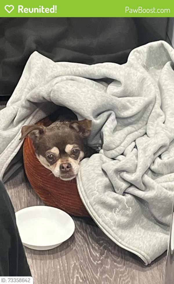 Reunited Female Dog last seen Near and W st, Sacramento, CA 95818