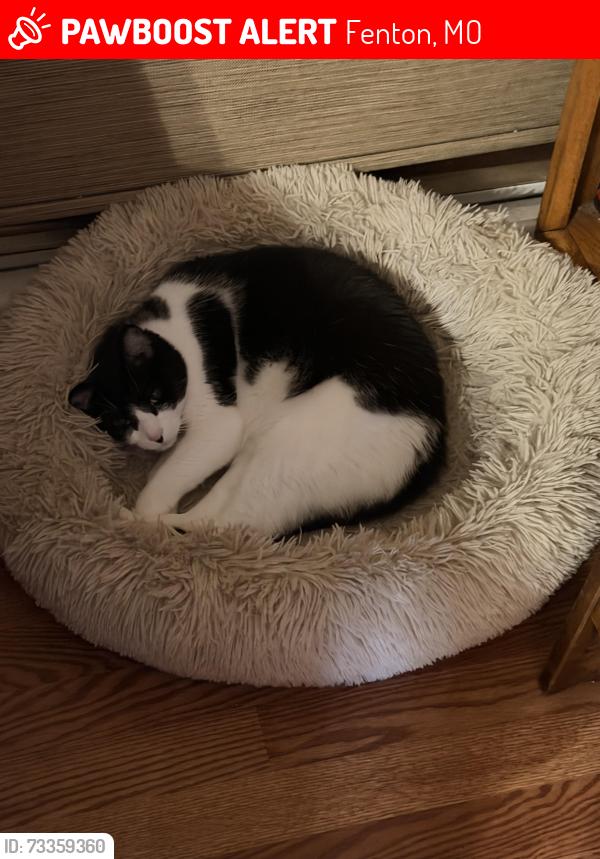 Lost Male Cat last seen green mar community in fenton, Fenton, MO 63026