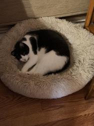 Lost Male Cat last seen green mar community in fenton, Fenton, MO 63026