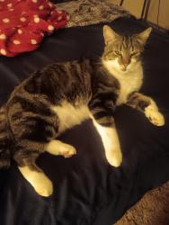 Reunited Male Cat last seen Montrose, Knoxville, TN 37918