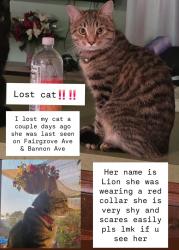 Lost Female Cat last seen Fairgrove and Bannon, La Puente, CA 91749