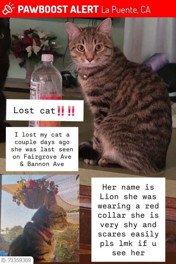 Lost Female Cat last seen Fairgrove and Bannon, La Puente, CA 91749