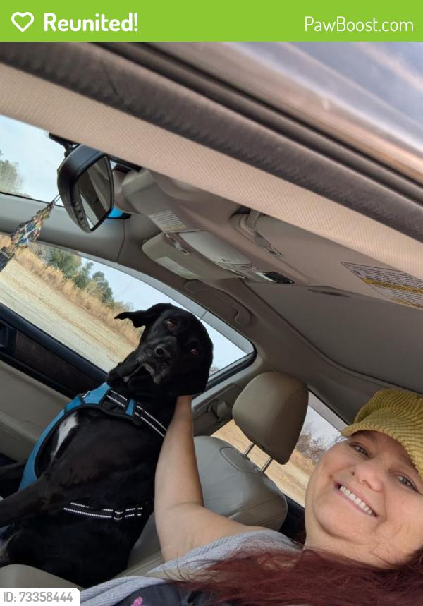 Reunited Female Dog last seen N/A, Henderson County, NC 28792