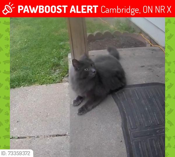 Lost Female Cat last seen Lowrey Ave, Cambridge, ON N1R 1X5