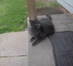 Lost Female Cat last seen Lowrey Ave, Cambridge, ON N1R 1X5