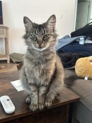 Reunited Female Cat last seen Near Ada Ave., Harrah, OK, USA, Harrah, OK 74851