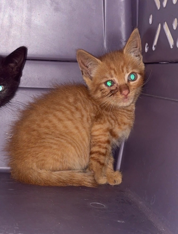 Shelter Stray Male Cat last seen , 22415 Groesbeck Hwy, Warren, MI 48089, USA