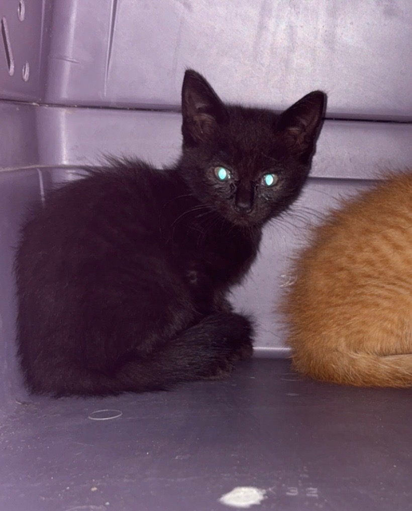 Shelter Stray Female Cat last seen , 22415 Groesbeck Hwy, Warren, MI 48089, USA