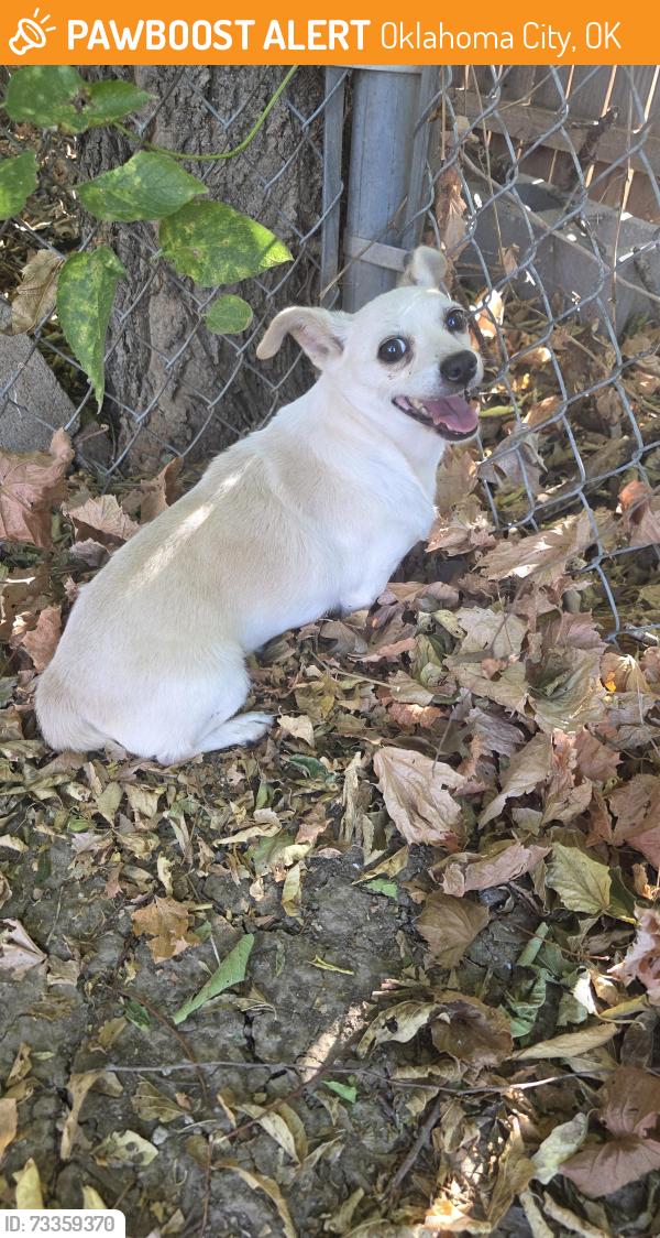Found/Stray Female Dog last seen Sw 43rd and May Ave Oklahoma city, Oklahoma City, OK 73119