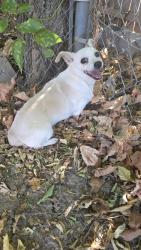 Found/Stray Female Dog last seen Sw 43rd and May Ave Oklahoma city, Oklahoma City, OK 73119