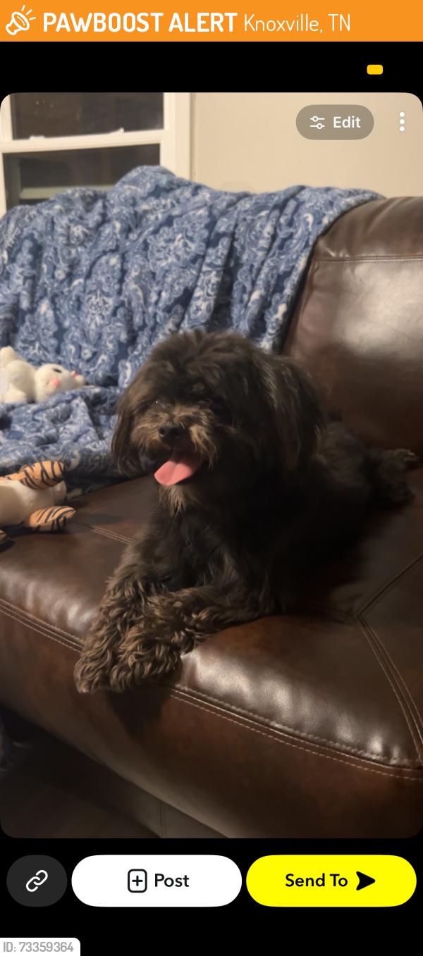 Found/Stray Male Dog last seen church, Knoxville, TN 37912
