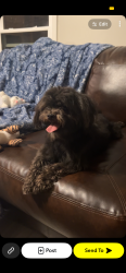 Found/Stray Male Dog last seen church, Knoxville, TN 37912