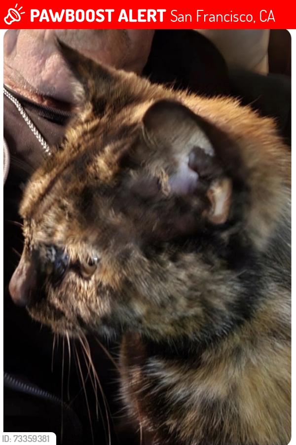 Lost Female Cat last seen McAllister between Arguello and Stanyan, San Francisco, CA 94118