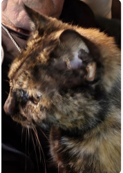 Lost Female Cat last seen McAllister between Arguello and Stanyan, San Francisco, CA 94118