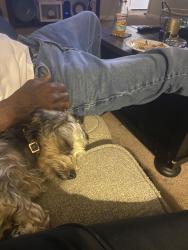 Lost Female Dog last seen roosevelt thompson rd, Anderson, SC 29621