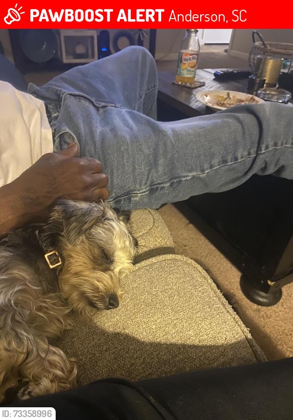 Lost Female Dog last seen roosevelt thompson rd, Anderson, SC 29621