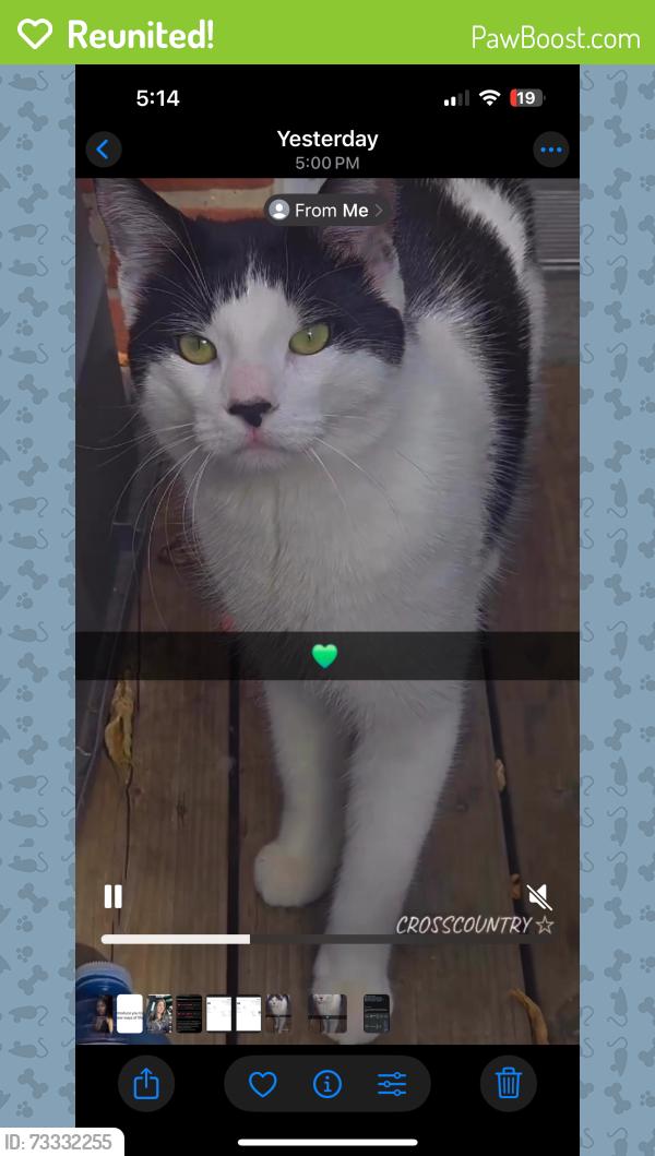 Reunited Male Cat last seen Amanda cres, Burlington, ON L7L 3T1