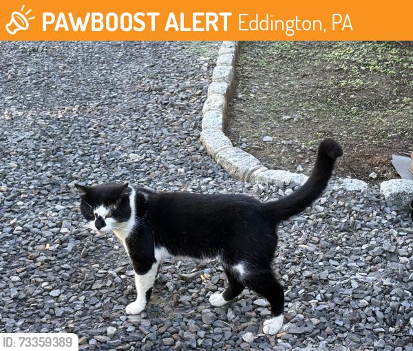 Found/Stray Unknown Cat last seen Woodbine and Bristol Pike, Eddington, PA 19020