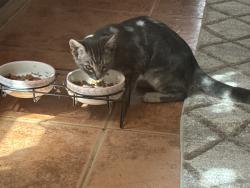Found/Stray Female Cat last seen Streets, Victorville, CA 92392
