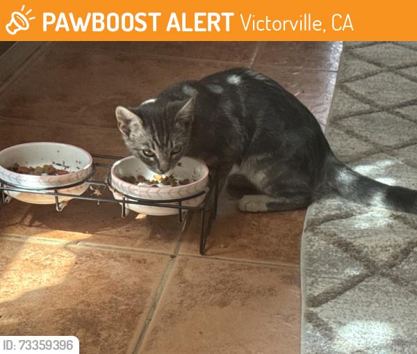 Found/Stray Female Cat last seen Streets, Victorville, CA 92392