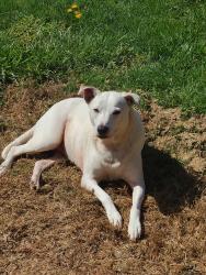 Lost Female Dog last seen Iredell memorial hosp, radio road, Statesville, NC 28677