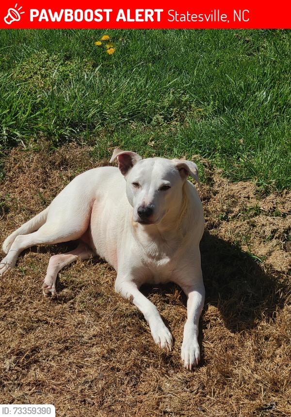 Lost Female Dog last seen Iredell memorial hosp, radio road, Statesville, NC 28677