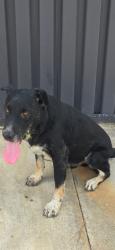 Lost Male Dog last seen El faro supermarket in Cleveland, Liberty County, TX 77327