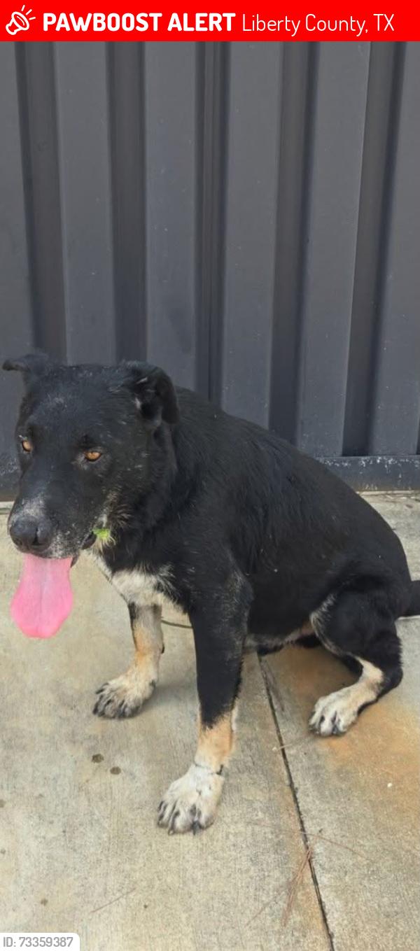 Lost Male Dog last seen El faro supermarket in Cleveland, Liberty County, TX 77327