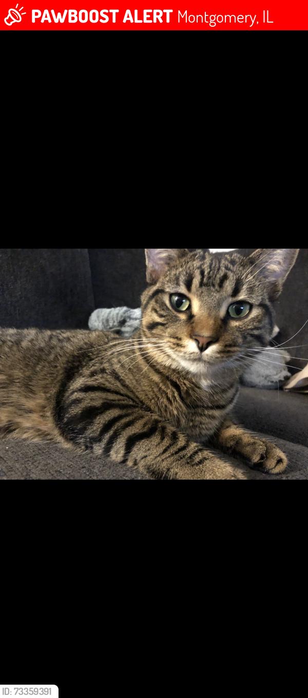 Lost Male Cat last seen Winning and fernwood, Montgomery, IL 60538