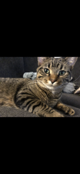 Lost Male Cat last seen Winning and fernwood, Montgomery, IL 60538
