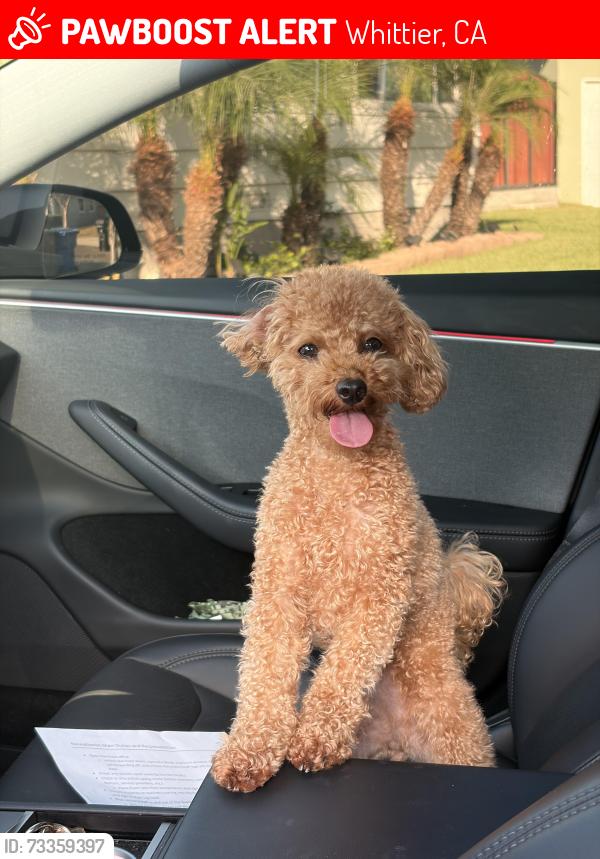 Lost Female Dog last seen Danby and floral, Whittier, CA 90606