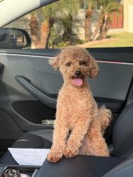Lost Female Dog last seen Danby and floral, Whittier, CA 90606