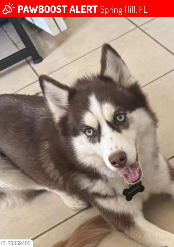 Lost Female Dog last seen Near Joel st Spring Hill fl 34606, Spring Hill, FL 34606