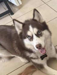 Lost Female Dog last seen Near Joel st Spring Hill fl 34606, Spring Hill, FL 34606