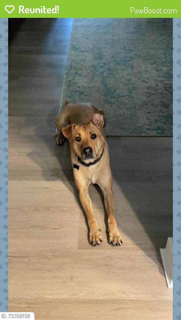 Reunited Male Dog last seen Carmichael park, Carmichael, CA 95608