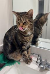 Lost Male Cat last seen Pleasent grove farms, Westmoreland, TN 37186