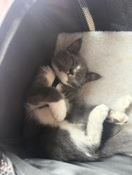 Lost Male Cat last seen Ne 50th ct & NE 34th st, Vancouver, WA 98661