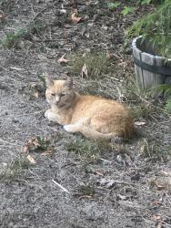 Lost Female Cat last seen Prospect Lake Rd, Victoria, BC, Victoria, BC V9E 1J2