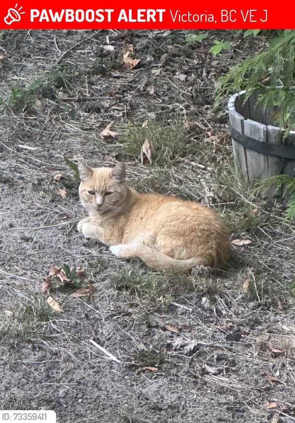 Lost Female Cat last seen Prospect Lake Rd, Victoria, BC, Victoria, BC V9E 1J2