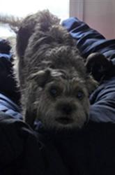 Shelter Stray Female Dog last seen CANDYLAND PARK, LONGWOOD, 232 Eslinger Way, Sanford, FL 32773, USA