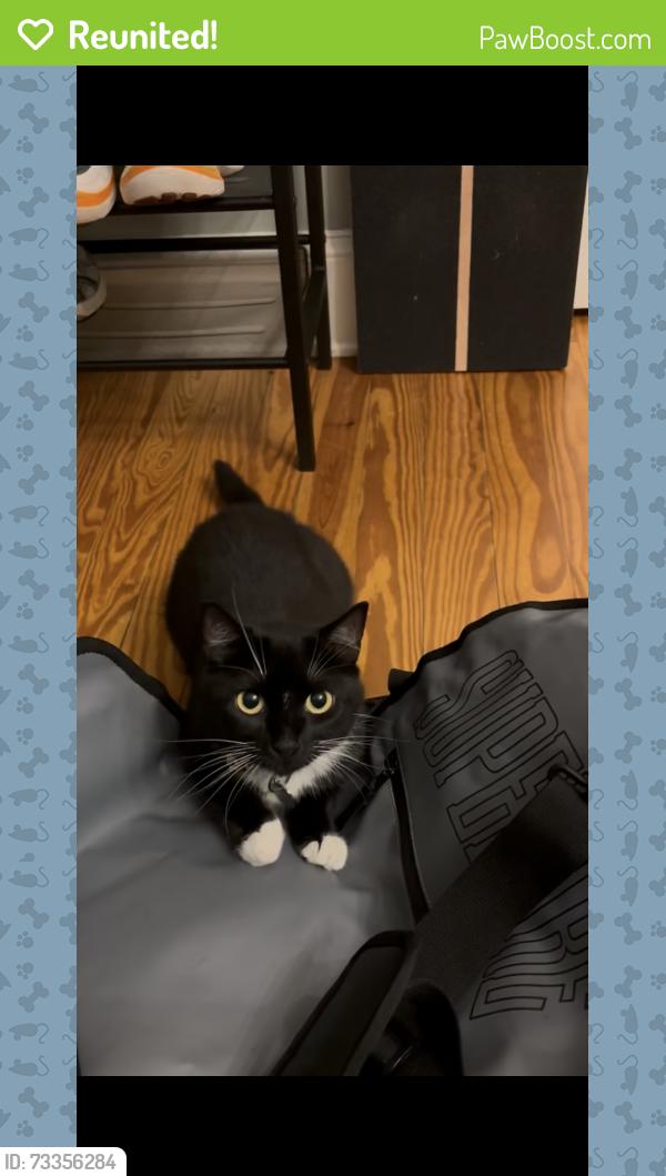 Reunited Female Cat last seen Delmar Ave SE, Palatine AVE SE, Atlanta, GA 30316