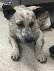 Shelter Stray Male Dog last seen Near BLOCK JURUPA RD, JURUPA VALLEY CA 91752, 6851 Van Buren Boulevard, Jurupa Valley, CA 92509, USA