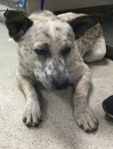 Shelter Stray Male Dog last seen Near BLOCK JURUPA RD, JURUPA VALLEY CA 91752, 6851 Van Buren Boulevard, Jurupa Valley, CA 92509, USA
