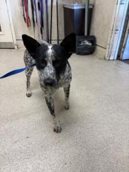 Shelter Stray Male Dog last seen Near BLOCK JURUPA RD, JURUPA VALLEY CA 91752, 6851 Van Buren Boulevard, Jurupa Valley, CA 92509, USA