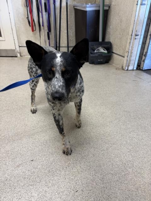 Shelter Stray Male Dog last seen Near BLOCK JURUPA RD, JURUPA VALLEY CA 91752, 6851 Van Buren Boulevard, Jurupa Valley, CA 92509, USA