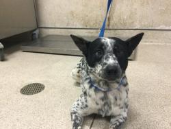 Shelter Stray Male Dog last seen Near BLOCK JURUPA RD, JURUPA VALLEY CA 91752, 6851 Van Buren Boulevard, Jurupa Valley, CA 92509, USA