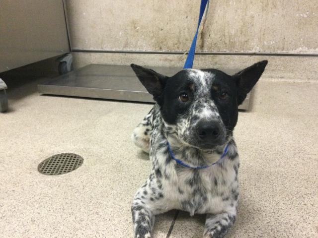 Shelter Stray Male Dog last seen Near BLOCK JURUPA RD, JURUPA VALLEY CA 91752, 6851 Van Buren Boulevard, Jurupa Valley, CA 92509, USA
