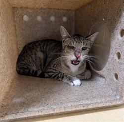 Shelter Stray Male Cat last seen HARRIS AVE & KNIGHTLINGER ST, 2127 Front St, Sacramento, CA 95818, USA