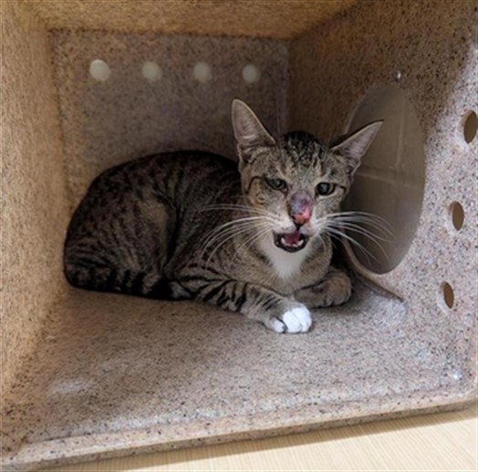 Shelter Stray Male Cat last seen HARRIS AVE & KNIGHTLINGER ST, 2127 Front St, Sacramento, CA 95818, USA